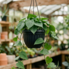 Heartleaf Philodendron (2)