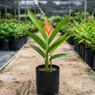 Heliconia | Heliconia Rostrata