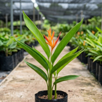 Heliconia (2)