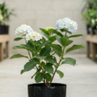 Hydrangea (2)
