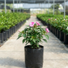 Impatiens (1)