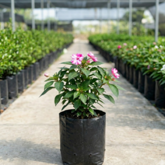 Impatiens | Impatiens Walleriana