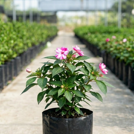 Impatiens (2) Impatiens (2)
