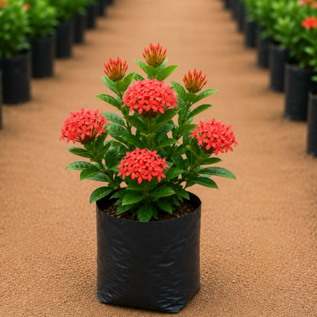 Ixora (1) Ixora (1)