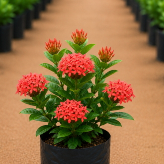 Ixora (2)