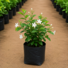 Jasmine (1)