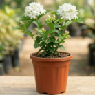 Jasmine (1)