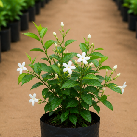 Jasmine (2) Jasmine (2)