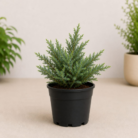 Juniper (1)