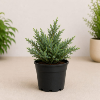 Juniper | Juniperus Communis