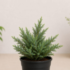 Juniper (2)