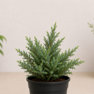 Juniper (2)