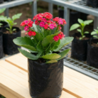Kalanchoe (1)