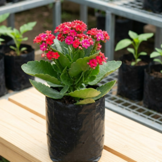 Kalanchoe | Kalanchoe Blossfeldiana
