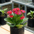 Kalanchoe (2)