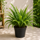 Kimberly Queen Fern
