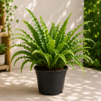 Kimberly Queen Fern | Nephrolepis Obliterata