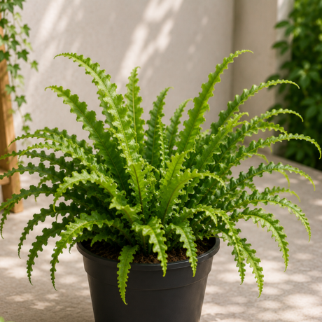 Kimberly Queen Fern one Kimberly Queen Fern one