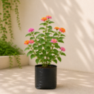 Lantana (1)