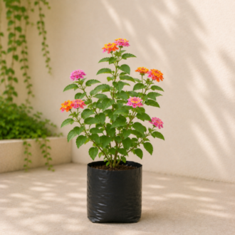 Lantana | Lantana Camara