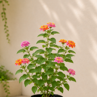Lantana (2)