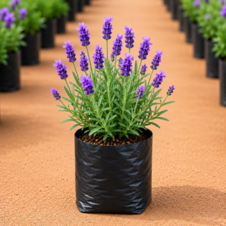Lavender | Lavandula Angustifolia
