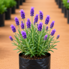 Lavender one