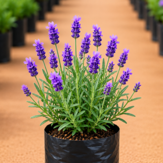 Lavender one