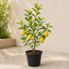 Lemon Plant