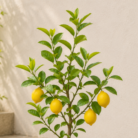 Lemon Plant one