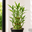 Lucky Bamboo one