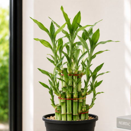 Lucky Bamboo one Lucky Bamboo one