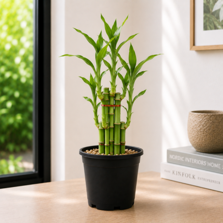 Lucky Bamboo Lucky Bamboo