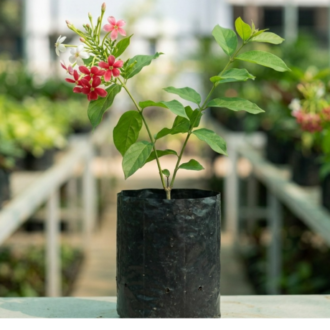 Madhumalti | Combretum indicum