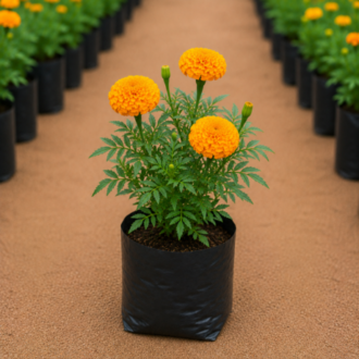 Marigold | Tagetes Erecta