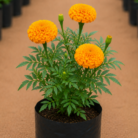 Marigold one