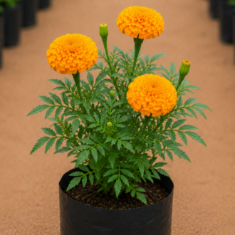 Marigold one