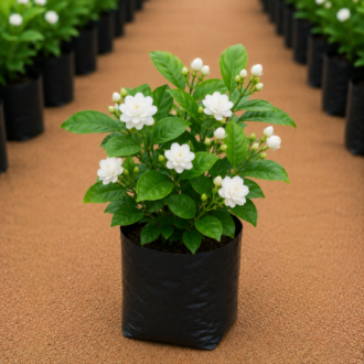 Mogra | Jasminum Sambac