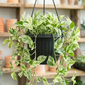 Money Plant Marble Queen Hangin |Epipremnum Aureum