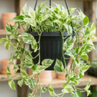 Money Plant Marble Queen Hangin (2)
