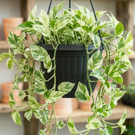 Money Plant Marble Queen Hangin (2) Money Plant Marble Queen Hangin (2)
