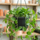 Money Plant green (1)