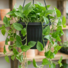 Money Plant green (2)