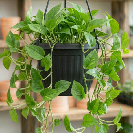Money Plant green (2) Money Plant green (2)
