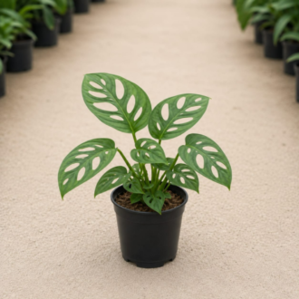 Monstera Adansonii ( Broken Heart) | Monstera Adansonii