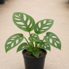 Monstera Adansonii one
