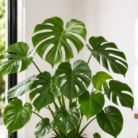 Monstera Deliciosa one