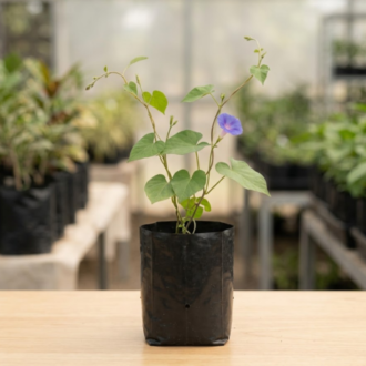 Morning Glory | Ipomoea Purpurea