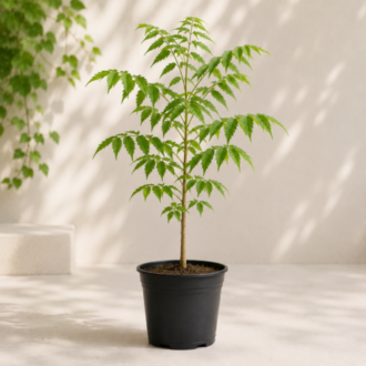 Neem Tree | Azadirachta Indica