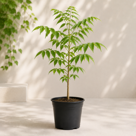 Neem Palm (1) Neem Palm (1)